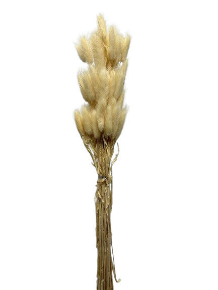 Lule Lepur /Pampas
