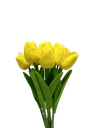 Tulipan Tufe 