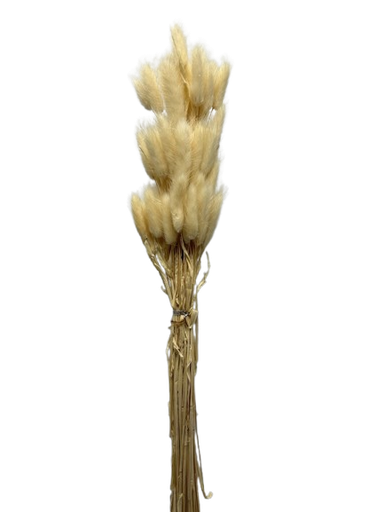[Al186] Lule Lepur /Pampas