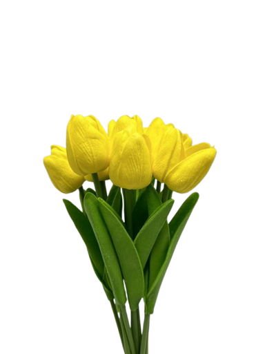 [AL-728] Tulipan Tufe 